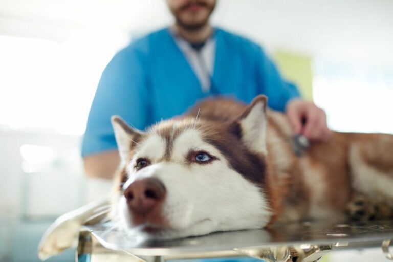 Husky siberian maro cu ochi albastrii la veterinar Husky siberian maro cu ochi albastrii la veterinar