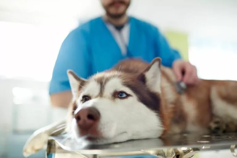 Husky siberian maro cu ochi albastrii la veterinar