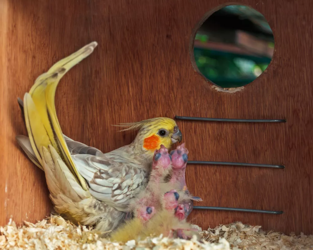 Papagal nimfă alături de cinci pui rozalii nou născuți fără pene