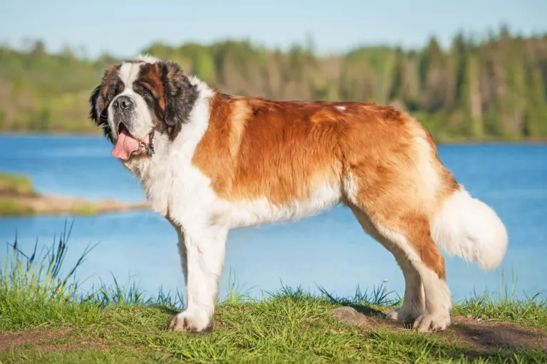 Saint Bernard pe lac