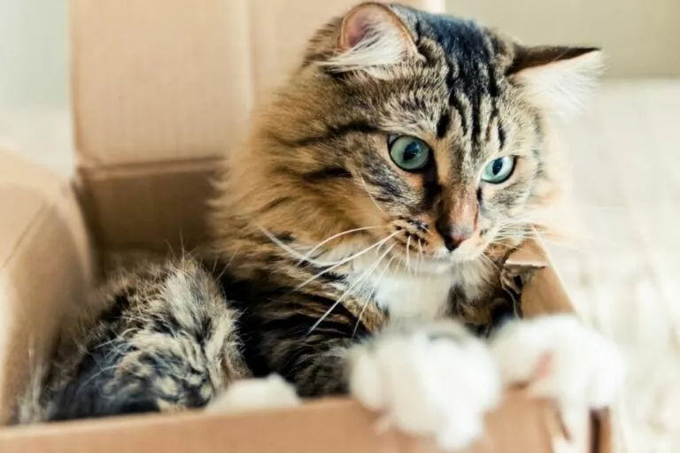 Pisică tigrată cu labuțe albe într-o cutie de carton