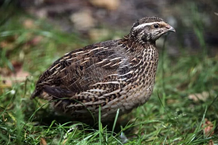 Prepeliță japoneză (Coturnix japonica) în iarbă verde