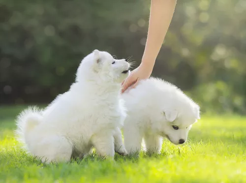 doi pui de samoyed pe iarbă afară, poză din profil, unul din câini este mângâiat de o mâna din partea de sus a imaginii