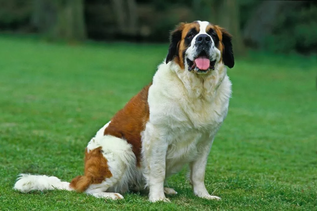 portret saint bernard in fund pe iarba
