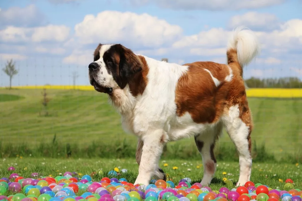 Saint Bernard in gradina