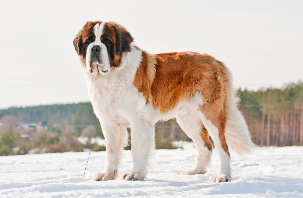 Saint Bernard pe zapada