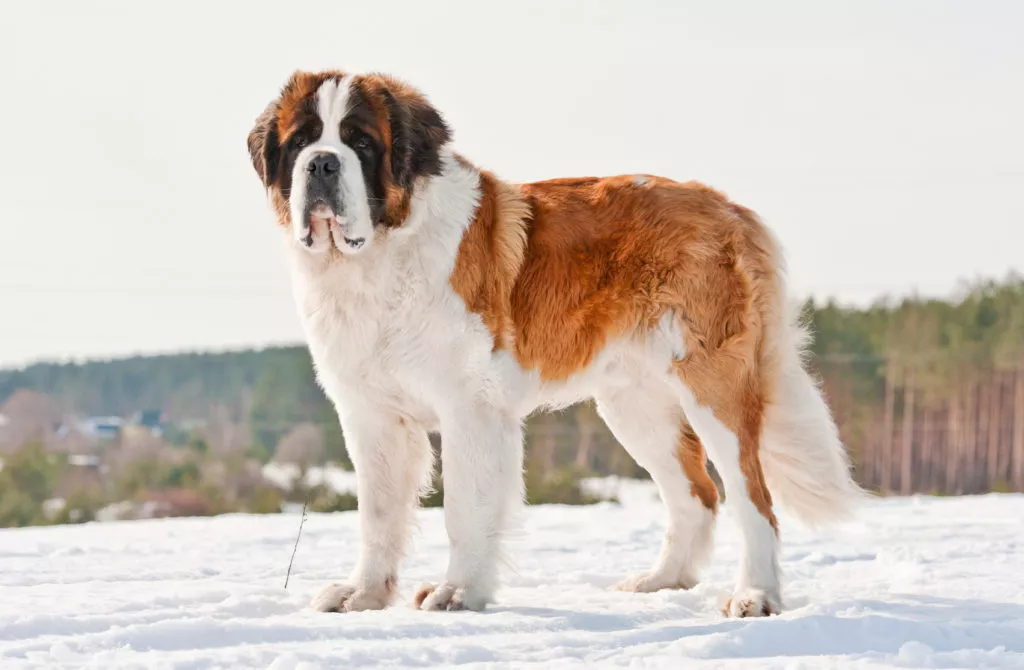 Saint Bernard pe zapada