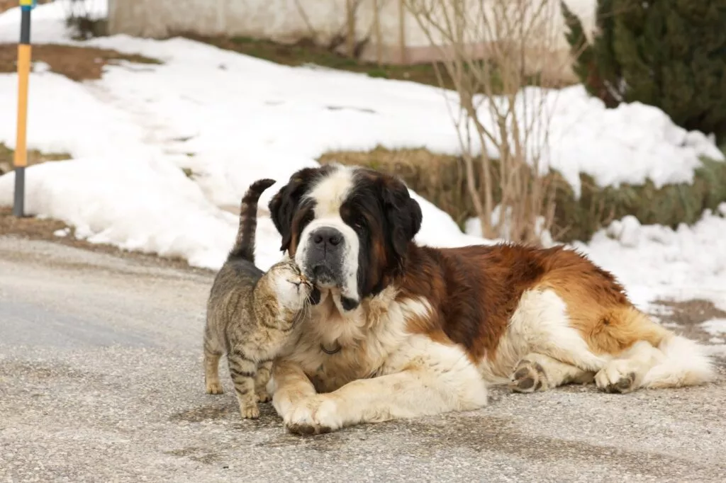 pisica care se gudura pe langa fața unui saint bernard care sta pe jos, fundal cu zapada