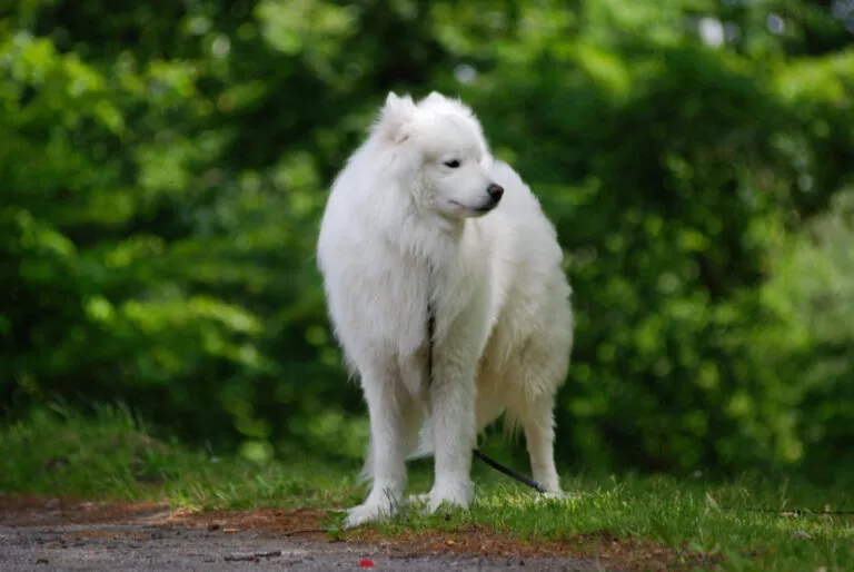 Câine alb pufos din rasa Samoyed în parc încpnjurat de verdeață