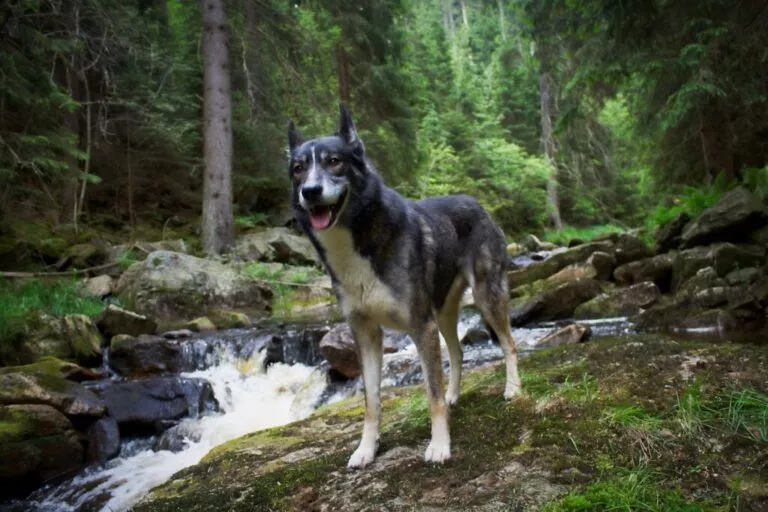 Husky de Alaska in padure cu limba scoasă