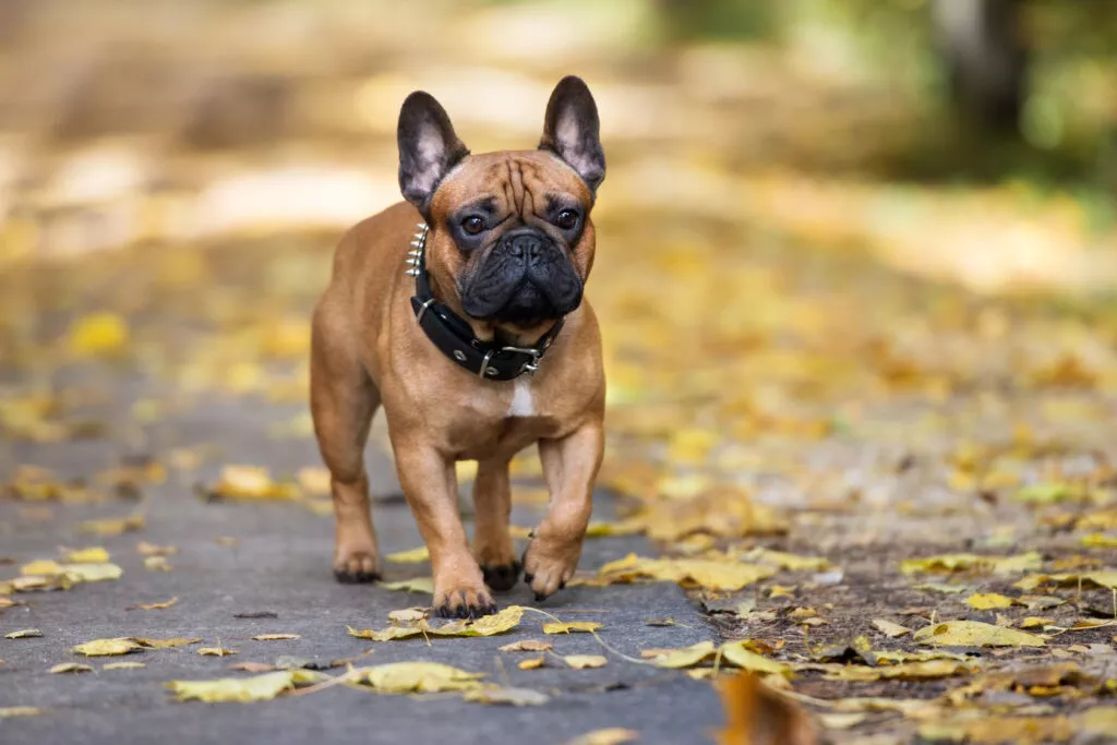 Buldog francez blond cu zgardă neagră cu țepi, se plimbă printre frunzele galbene din parc