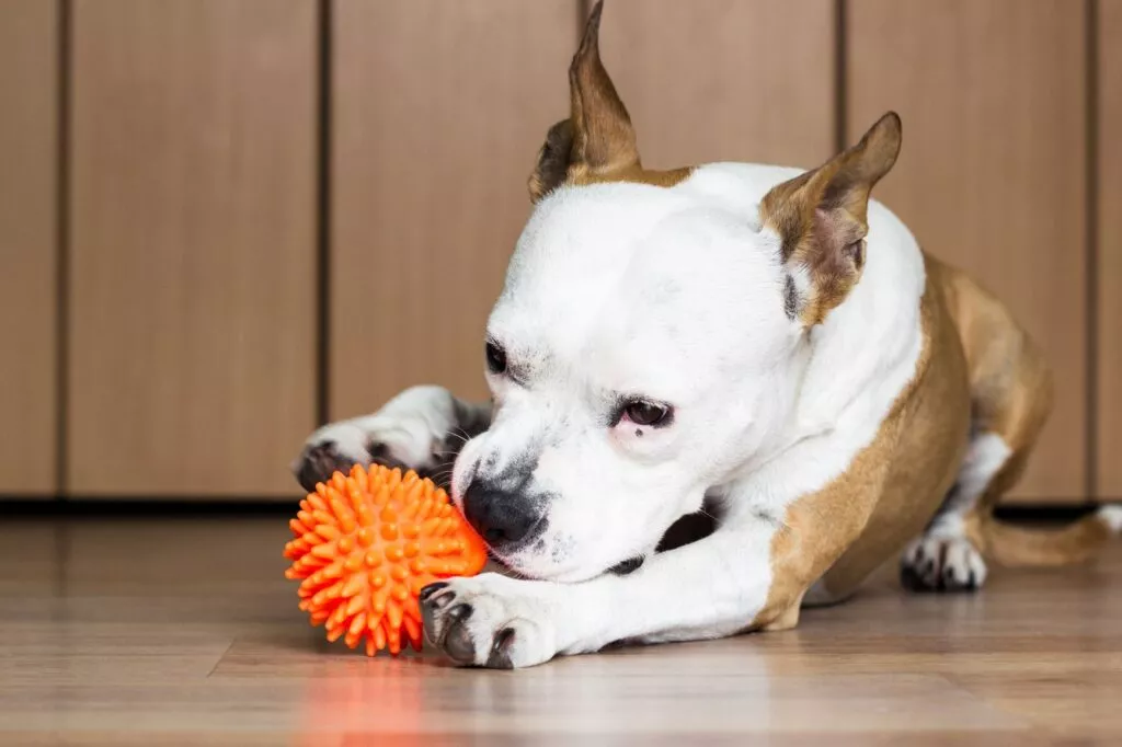 caine care se joacă cu o minge portocalie Cățel care roade o minge portocalie cu țepi din cauciuc