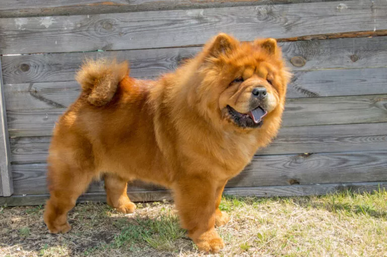 caine chow chow roșcat