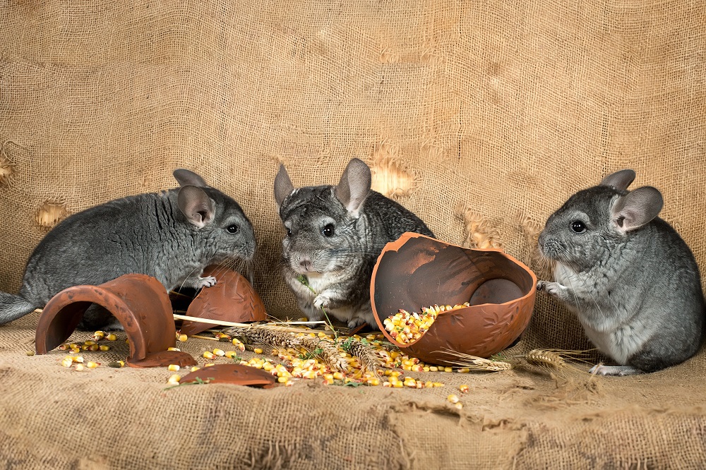 chinchillas in the barn on the background of a broken jug with