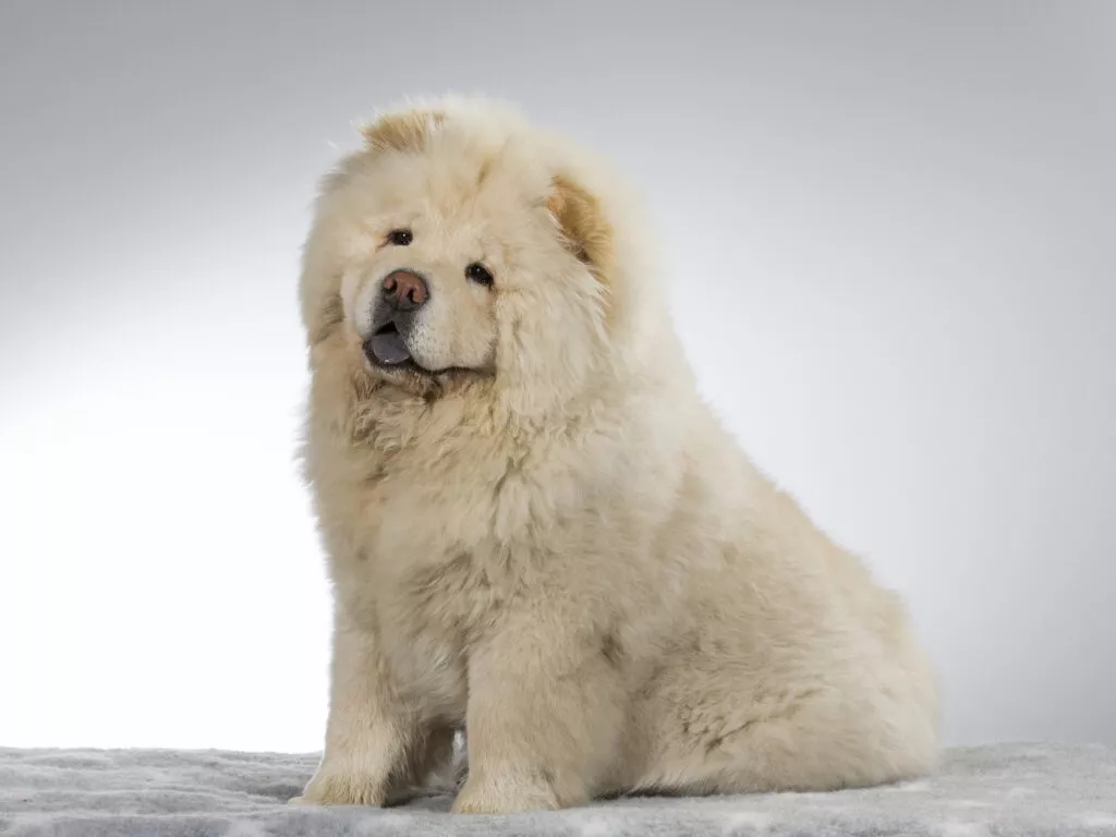 chow chow alb cu limba scoasa chow chow alb cu limba scoasa - fotografie de studios pe fundal alb cu gri