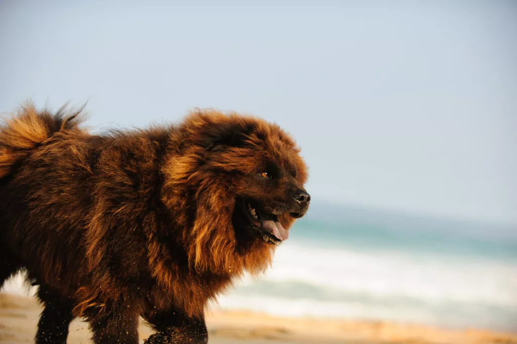 chow chow maroniu pe plajă cu blană lungă