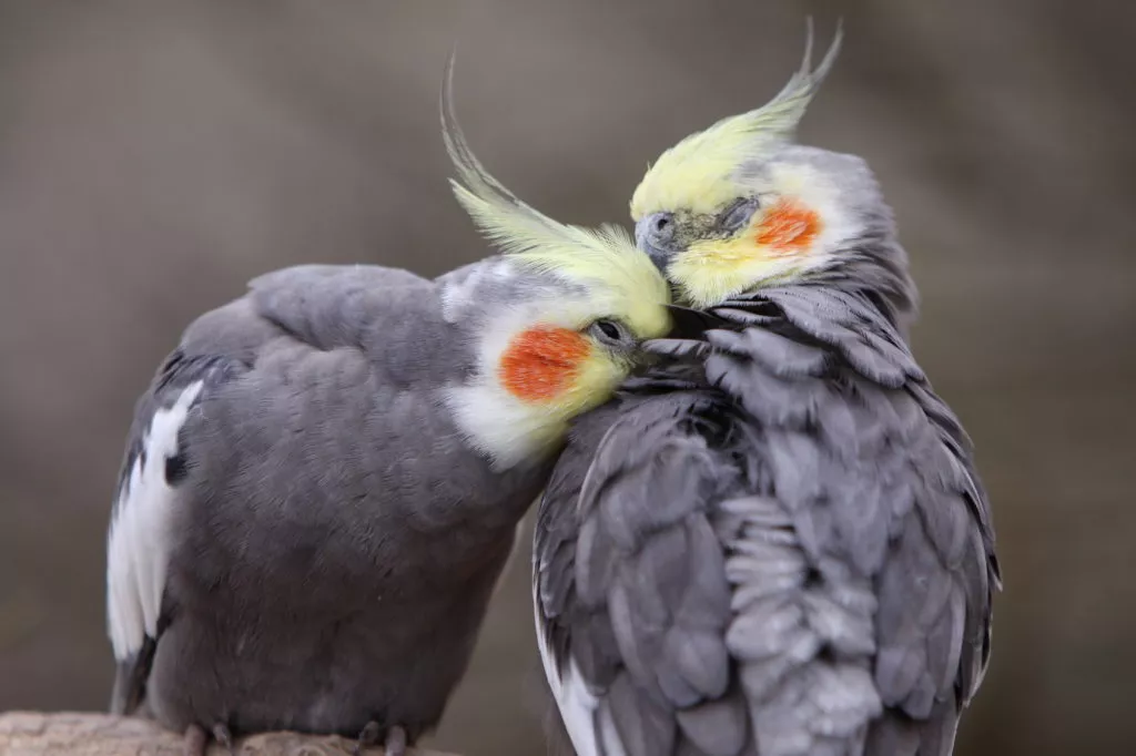 Cuplu de papagali nimfă cu pene gri si obraji rosii se ciugulesc unul pe altul