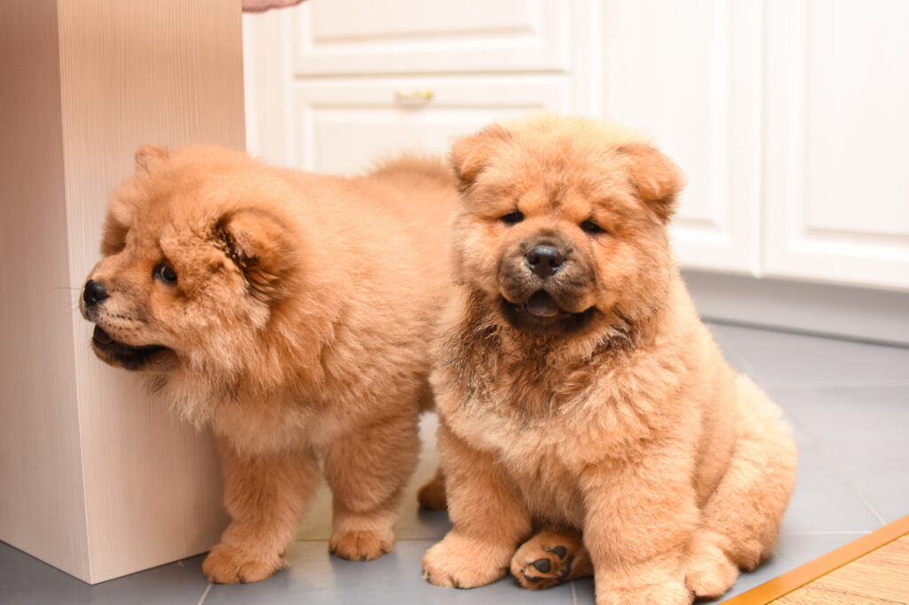 doi pui de chow chow Doi pui grăsani de chow chow crem, unul se uită la cameră, iar celălalt spre dreapta