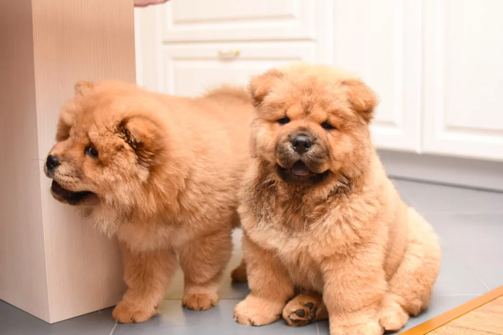 doi pui de chow chow Doi pui grăsani de chow chow crem, unul se uită la cameră, iar celălalt spre dreapta