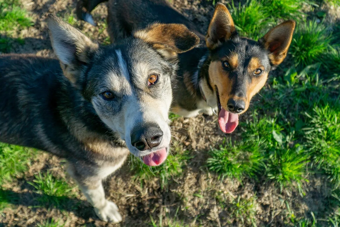 Doi pui de husky de alaska se uită în sus cu limba scoasă spre cameră. Câinii sunt afară pe iarbă. Cel din stânga are fața mai albă, în timp ce cel din dreapta plan secund are fața maro cu negru, ambii au ochii maro.