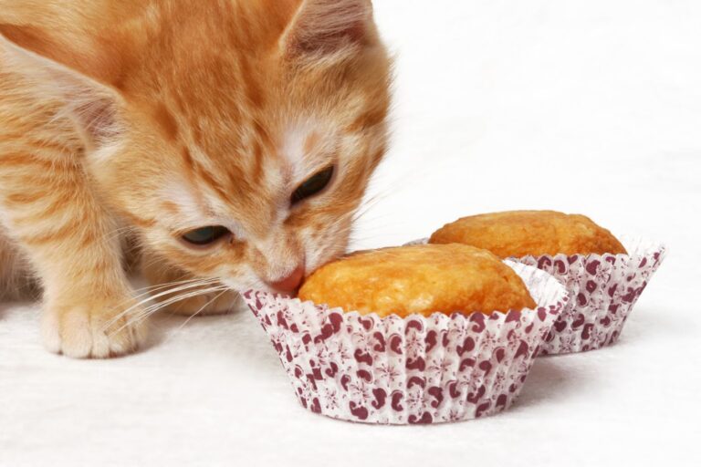 pui de pisică care miroase două brioșe tip tort pentru pisici