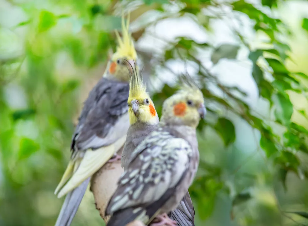 Trei papagali nimfă pe o creangă în natură pe fundal de frunze verzi