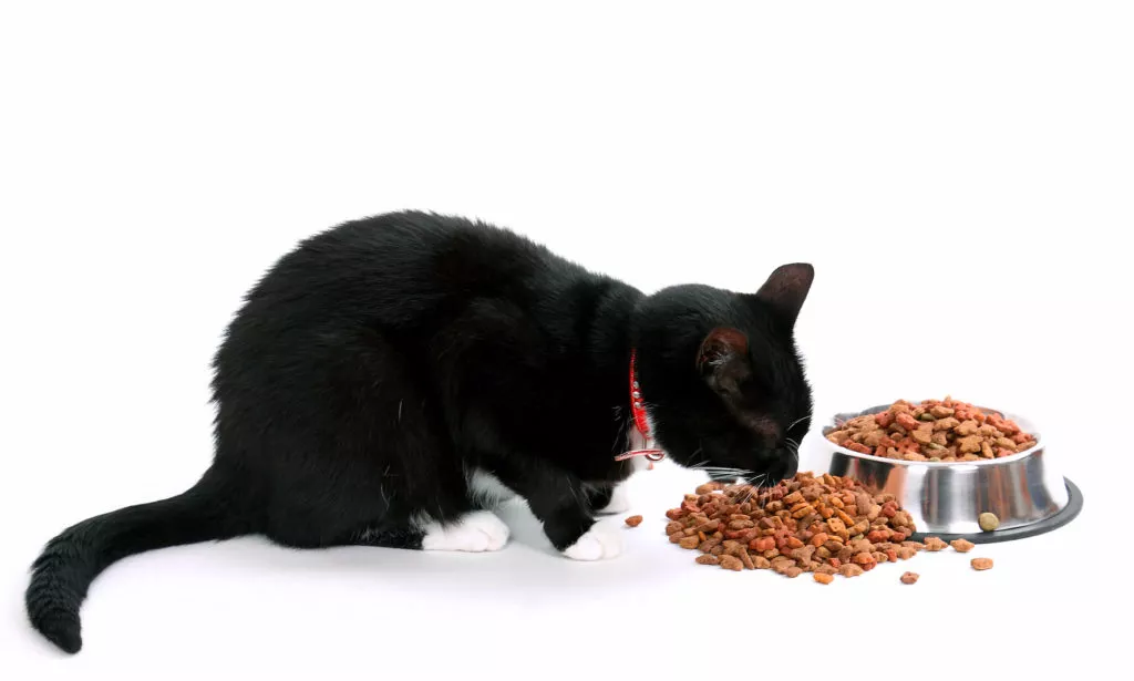 pisica neagră care mananca dintr-un bol de mancare uscata pentru pisici