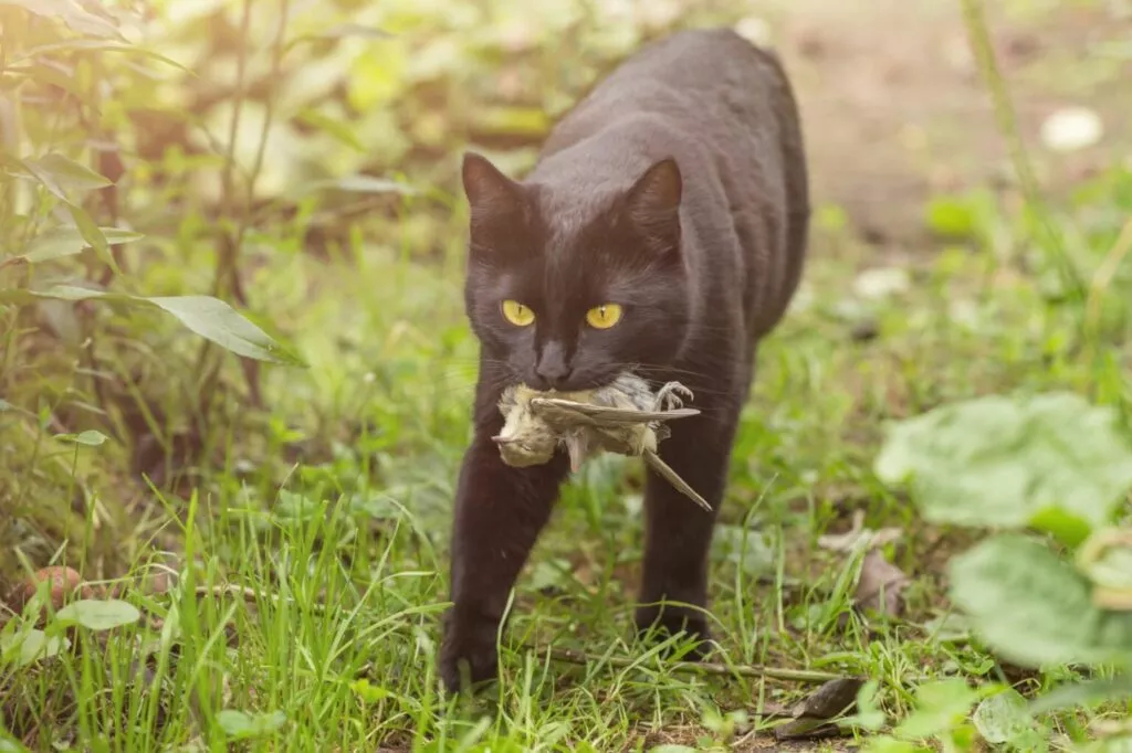 pisica neagra carea vaneaza o pasare