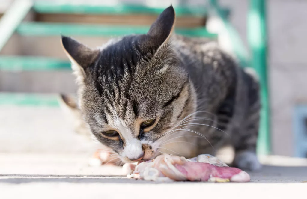 pisică tigrată mănâncă carne crudă