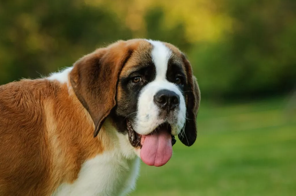 portret Saint Bernard tanar