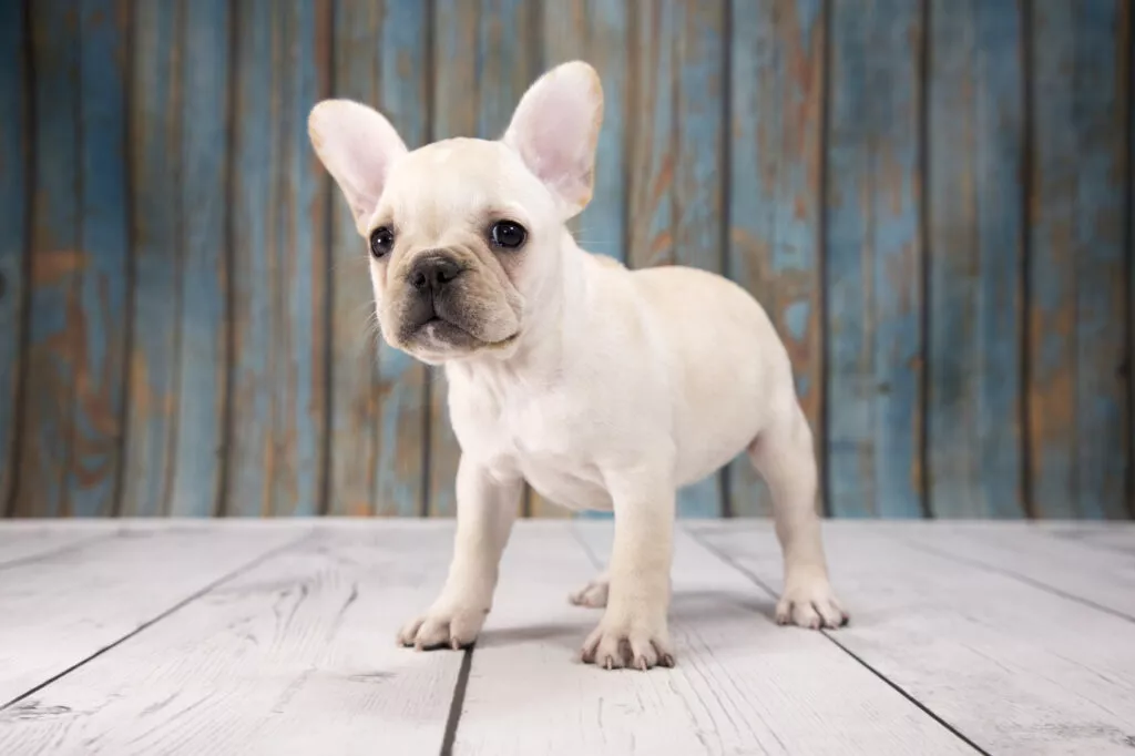 pui alb de bulldog francez Pui alb de rasă buldog francez