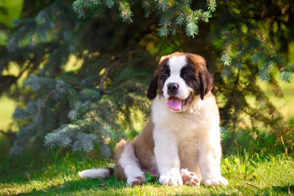 pui de Saint Bernard pe iarba