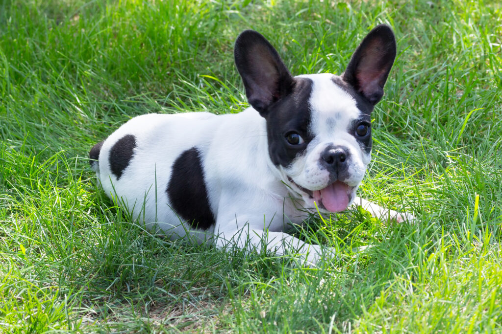 Pui de bulldog francez alb cu negru care sta jos pe iarba cu limba scoasă