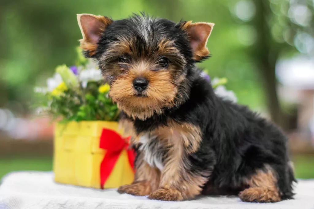 Pui de Yorkshire Terrier lângă o fundiță roșie