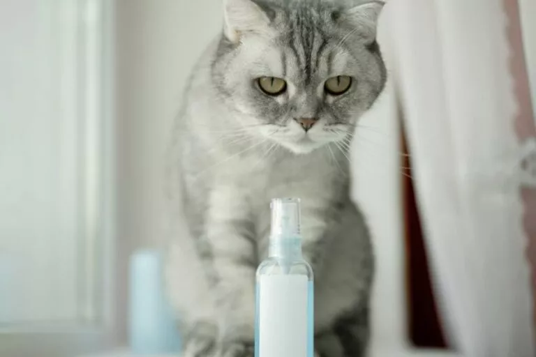 spray cu feromoni pentru pisici