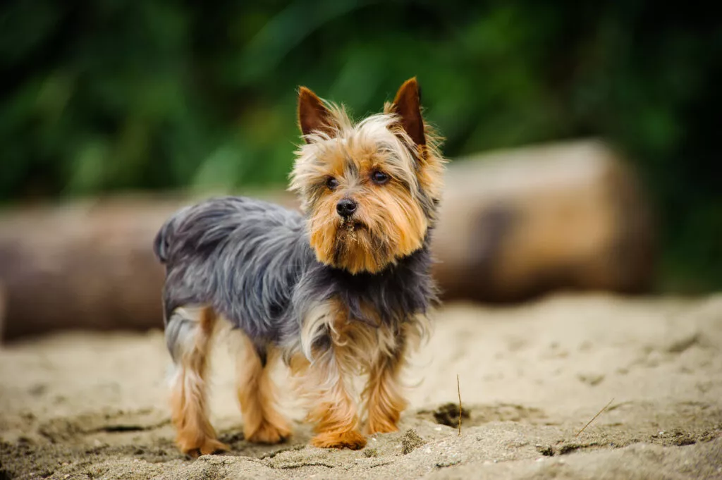 Yorkshire Terrier pe plajă