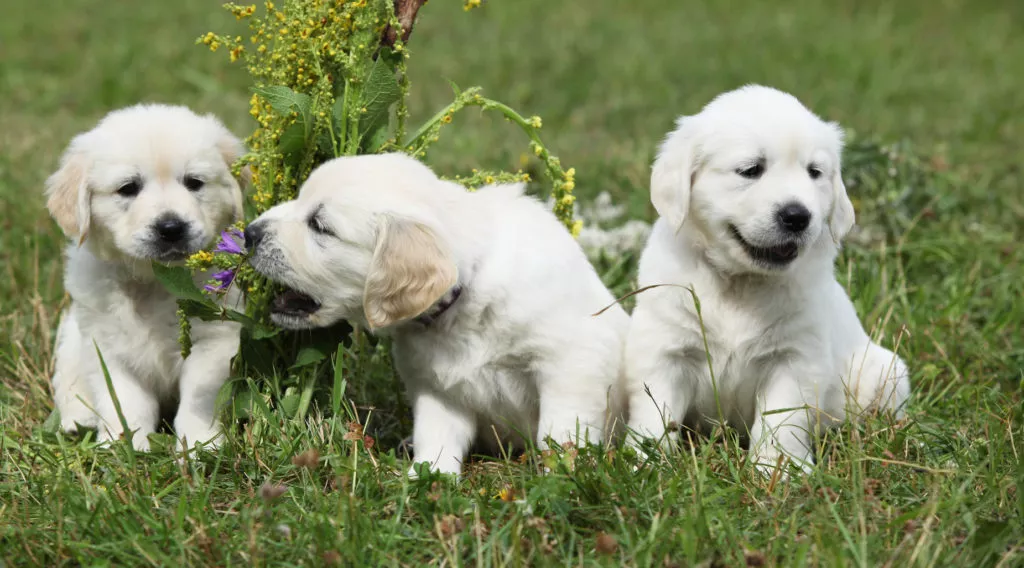 3 pui de golden retriever pe iarba