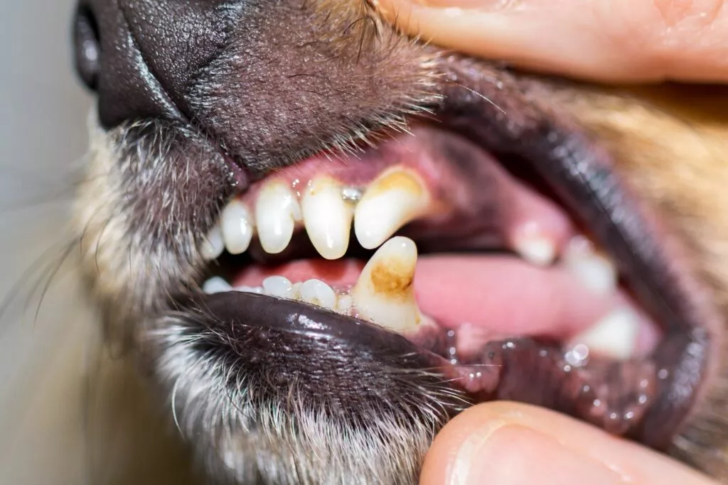 Îngrijirea dinților câinelui, poză de aproape cu dinți afectați de tartru