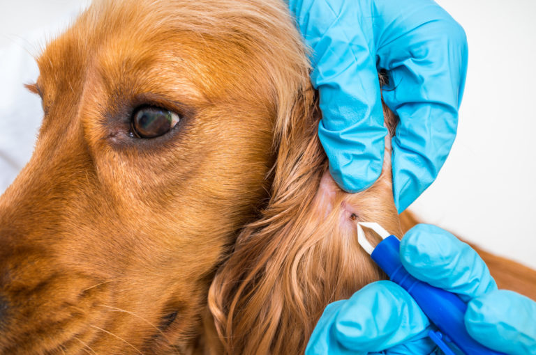 Caine căruia i se scoate o căpusă din ureche cu o pensetă specială la veterinar, imagine de aproape, borelioza la câini