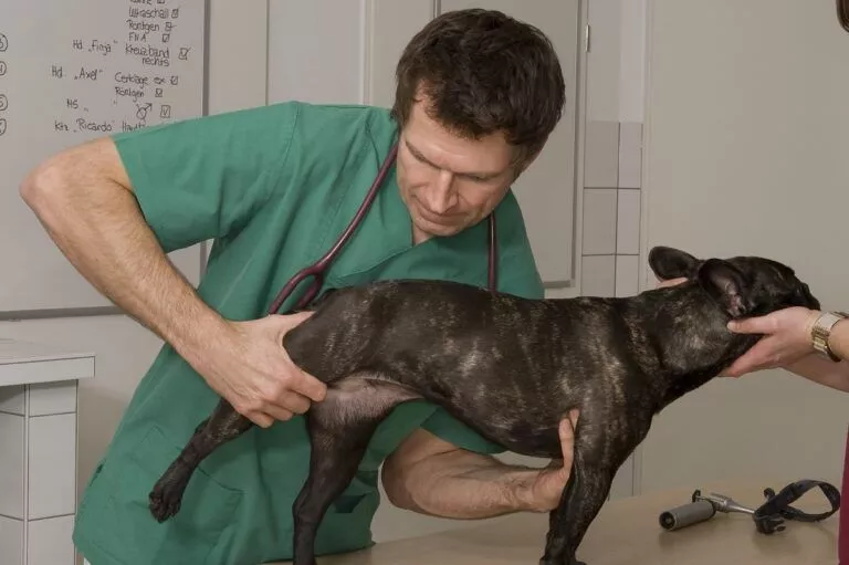 Bulldog francez în vizită la veterinar - verificarea displaziei de șold - picioarelor din spate (1)
