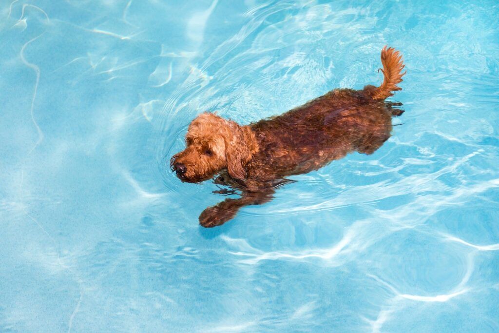 Mini goldendoodle înoată într-o piscină cu apă sărată pentru a aduce mingea - exerciții pentru displazia de șold