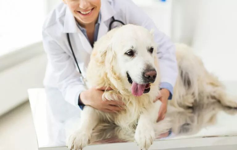 Concept de medicină, animale de companie, animale, îngrijire a sănătății și oameni - un prim plan al unui medic veterinar fericit sau al unui medic cu câine Golden Retriever la clinica veterinară