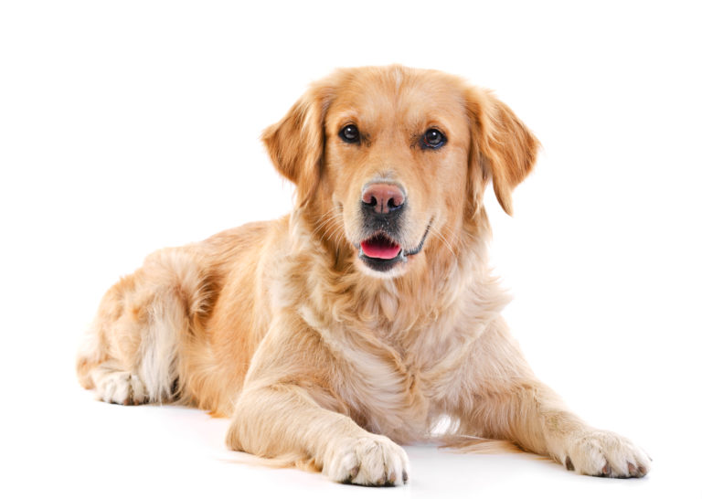 Golden retriever – descriere generala Golden retriever - descriere generala