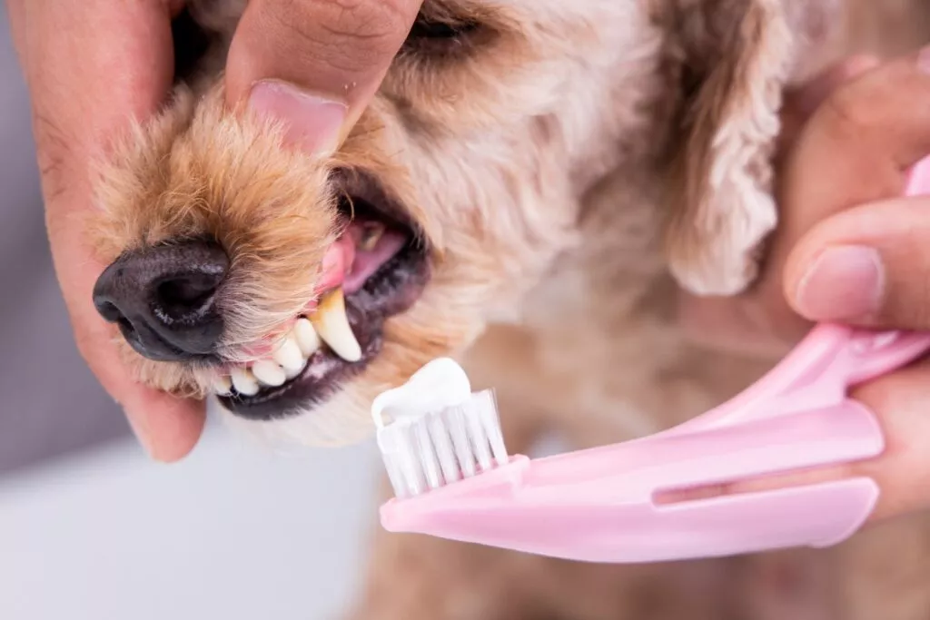 periuțî roz de dinți pentru câini