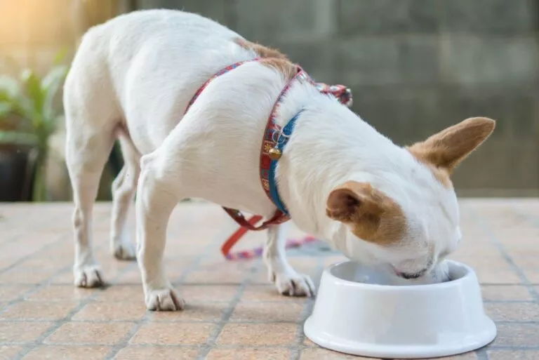 chihuahua alb cu botul intr-un castronel cu hrana pentru caini - nutriția cainelui chihuahua