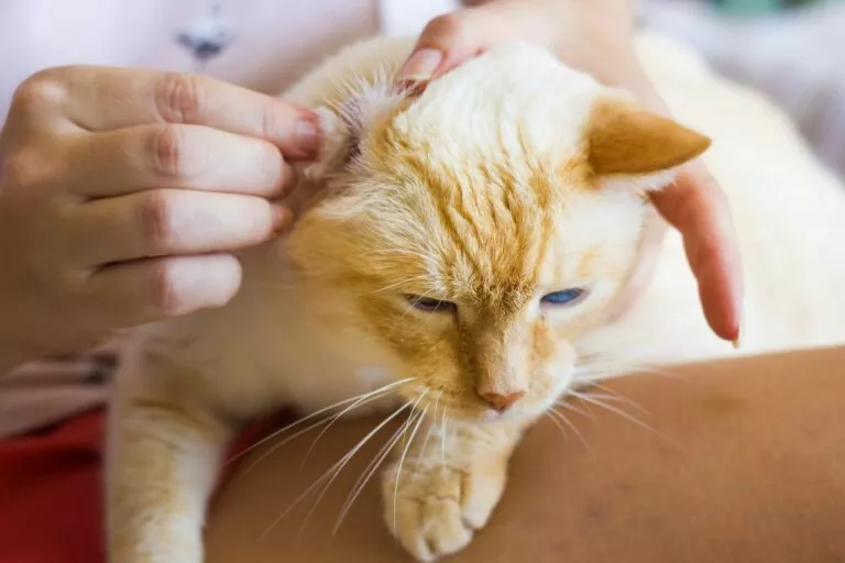 curatarea urechilor pisicii