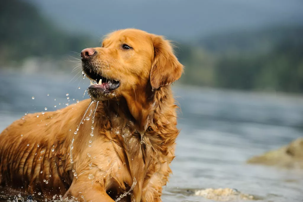 golden retriever in apa