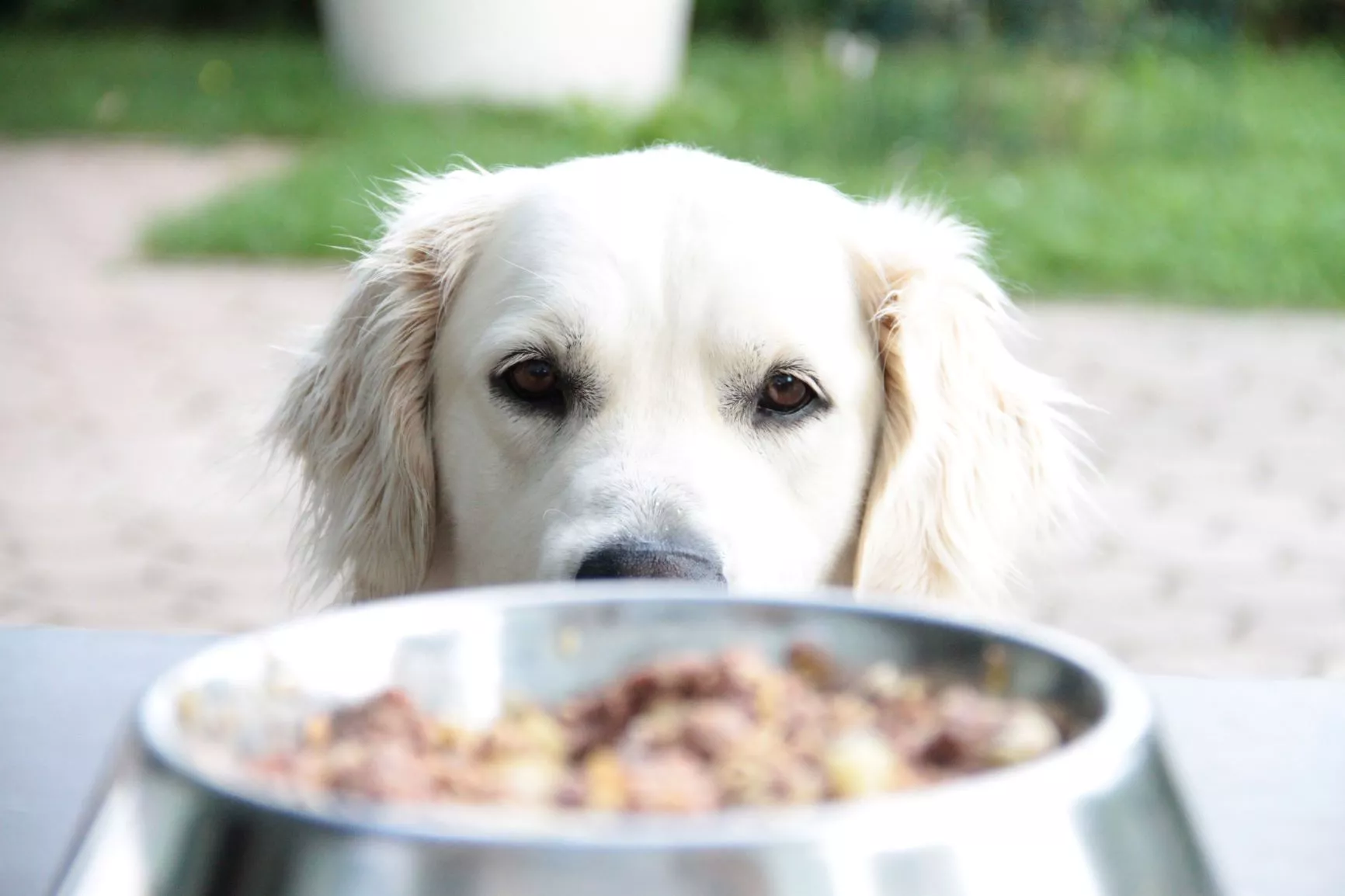 golden retriever si un bol de mancare