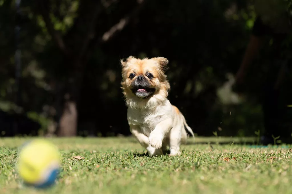 pechinez care alearga dupa minge - joaca in parc