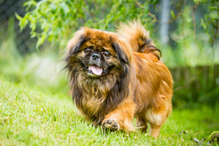 Pekingnese Caine pechinez cu blana lunga - limba scoasa afara - pechinez pe iarba in parc